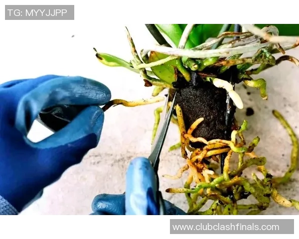 从零起步掌握英雄联盟节奏技巧全方位指南与实战策略分享